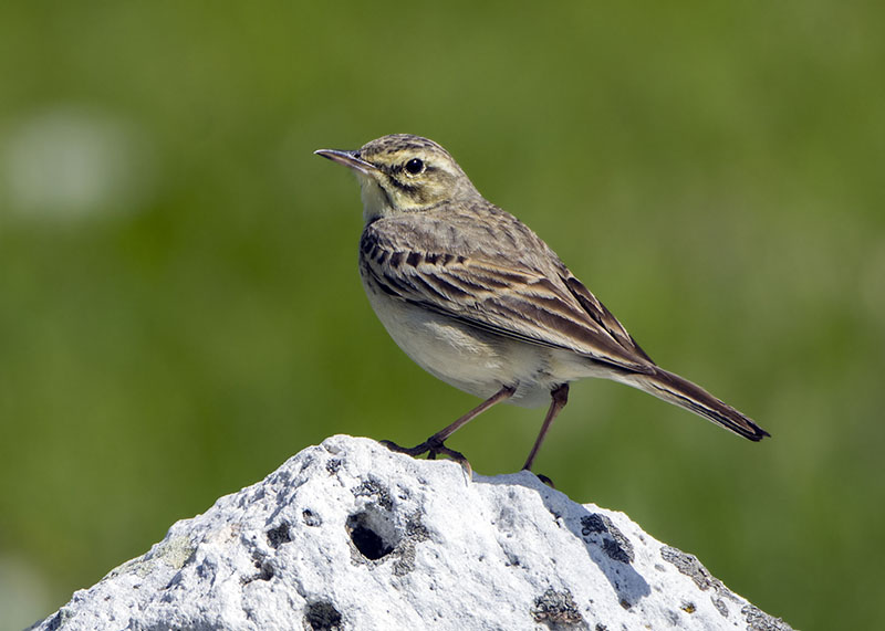 Calandro (Anthus campestris)